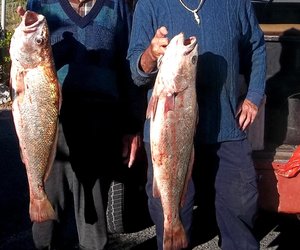 Eksperimenteer gerus